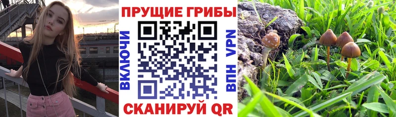 Галлюциногенные грибы ЛСД  дарк нет официальный сайт  Сусуман  как найти  